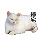 野良猫からペットまで（個別スタンプ：14）