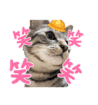 野良猫からペットまで（個別スタンプ：17）