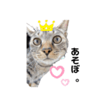 野良猫からペットまで（個別スタンプ：18）