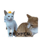 野良猫からペットまで（個別スタンプ：19）