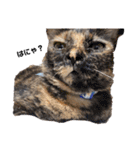 野良猫からペットまで（個別スタンプ：20）