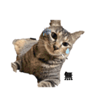 野良猫からペットまで（個別スタンプ：21）