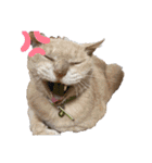 野良猫からペットまで（個別スタンプ：23）