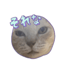 野良猫からペットまで（個別スタンプ：24）