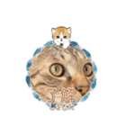 野良猫からペットまで（個別スタンプ：26）