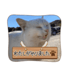 野良猫からペットまで（個別スタンプ：27）