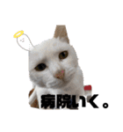 野良猫からペットまで（個別スタンプ：28）