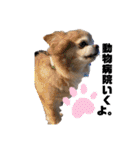 野良猫からペットまで（個別スタンプ：29）
