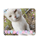 野良猫からペットまで（個別スタンプ：32）