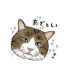 保護猫【鏡 もち彦】（個別スタンプ：5）