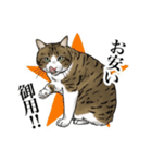 保護猫【鏡 もち彦】（個別スタンプ：13）