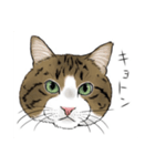 保護猫【鏡 もち彦】（個別スタンプ：14）