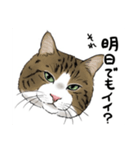 保護猫【鏡 もち彦】（個別スタンプ：15）