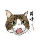 保護猫【鏡 もち彦】（個別スタンプ：17）