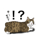 保護猫【鏡 もち彦】（個別スタンプ：23）