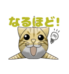 フカねこ（個別スタンプ：8）