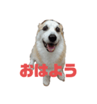 アルの楽しい毎日（個別スタンプ：2）