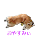 アルの楽しい毎日（個別スタンプ：4）