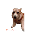 アルの楽しい毎日（個別スタンプ：6）