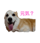 アルの楽しい毎日（個別スタンプ：7）