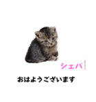 赤ちゃんとお母ちゃんおはようスタンプ（個別スタンプ：33）