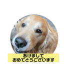あけおめ！メイプル！ゴールデンレトリバー（個別スタンプ：2）