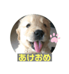あけおめ！メイプル！ゴールデンレトリバー（個別スタンプ：3）