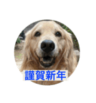 あけおめ！メイプル！ゴールデンレトリバー（個別スタンプ：4）