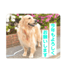 あけおめ！メイプル！ゴールデンレトリバー（個別スタンプ：7）