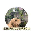 あけおめ！メイプル！ゴールデンレトリバー（個別スタンプ：8）
