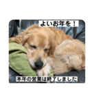 あけおめ！メイプル！ゴールデンレトリバー（個別スタンプ：12）