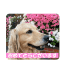 あけおめ！メイプル！ゴールデンレトリバー（個別スタンプ：13）