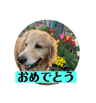 あけおめ！メイプル！ゴールデンレトリバー（個別スタンプ：14）