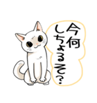 山口弁をしゃべる猫（個別スタンプ：8）