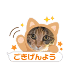 癒され隊三毛猫編（個別スタンプ：4）