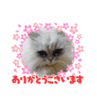 チンチラシルバー☆ジェシーちゃん(3)（個別スタンプ：8）