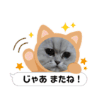 チンチラシルバー☆ジェシーちゃん(3)（個別スタンプ：12）
