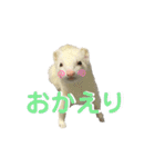 フェレットのたるたる②（個別スタンプ：3）