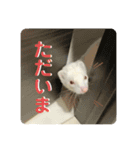 フェレットのたるたる②（個別スタンプ：4）