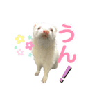 フェレットのたるたる②（個別スタンプ：5）