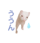 フェレットのたるたる②（個別スタンプ：6）