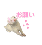 フェレットのたるたる②（個別スタンプ：9）
