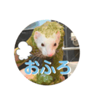 フェレットのたるたる②（個別スタンプ：11）