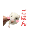 フェレットのたるたる②（個別スタンプ：13）