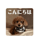 タムのスタンプ1(Deluxe)（個別スタンプ：1）