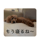 タムのスタンプ1(Deluxe)（個別スタンプ：5）