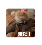 タムのスタンプ1(Deluxe)（個別スタンプ：8）