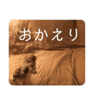 タムのスタンプ1(Deluxe)（個別スタンプ：17）