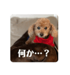 タムのスタンプ1(Deluxe)（個別スタンプ：20）
