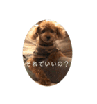 タムのスタンプ1(Deluxe)（個別スタンプ：35）